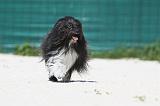 PETIT CHIEN LION 199